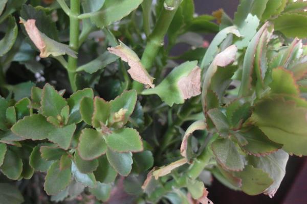 万寿菊的病害与治疗方法，常见的有枯萎病、花腐病等