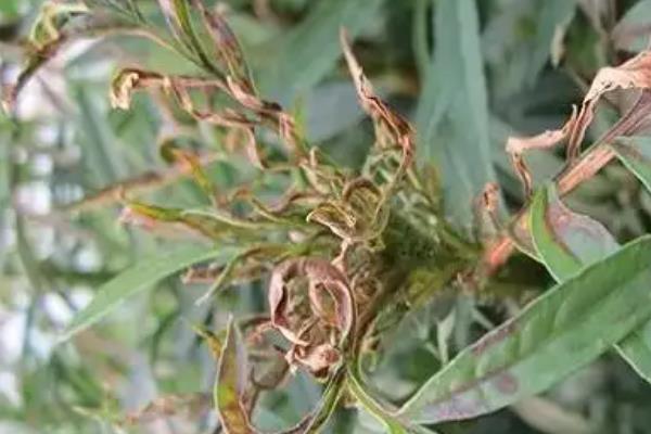 万寿菊的病害与治疗方法，常见的有枯萎病、花腐病等