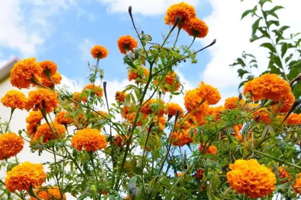 万寿菊的病害与治疗方法，常见的有枯萎病、花腐病等