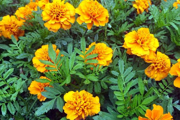 万寿菊的病害与治疗方法，常见的有枯萎病、花腐病等