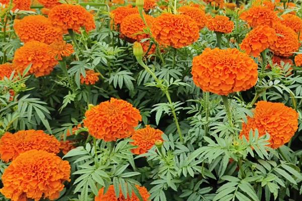 万寿菊的病害与治疗方法，常见的有枯萎病、花腐病等