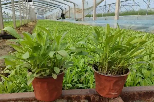 怎么养金鸡菊,适合在湿润的环境下生长