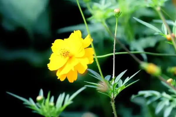 怎么养金鸡菊,适合在湿润的环境下生长