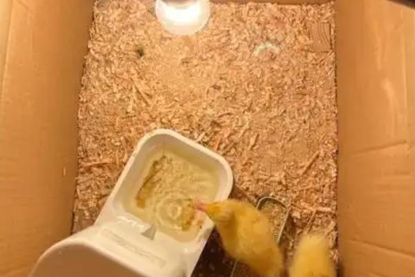 鸭子出壳后要保温几天，大概需要保温一个月
