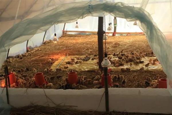如何养鸡，饲喂富含营养、容易消化的饲料