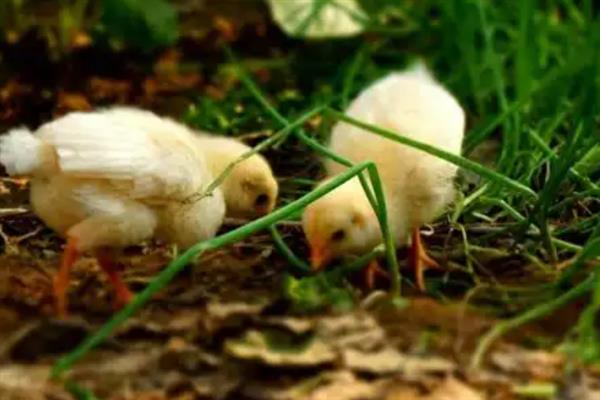 如何养鸡，饲喂富含营养、容易消化的饲料