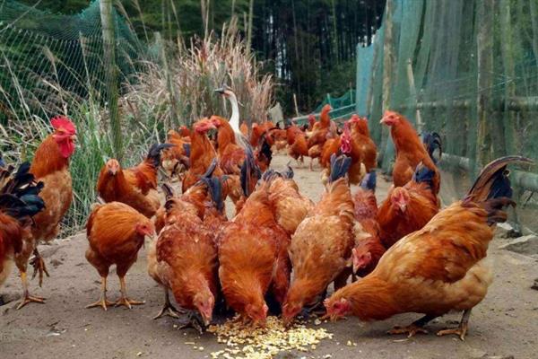 如何养鸡，饲喂富含营养、容易消化的饲料