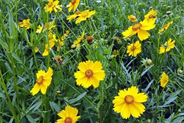 怎么养金鸡菊,适合在湿润的环境下生长