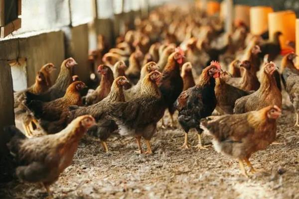 如何养鸡，饲喂富含营养、容易消化的饲料