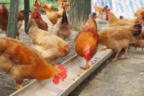 如何养鸡，饲喂富含营养、容易消化的饲料