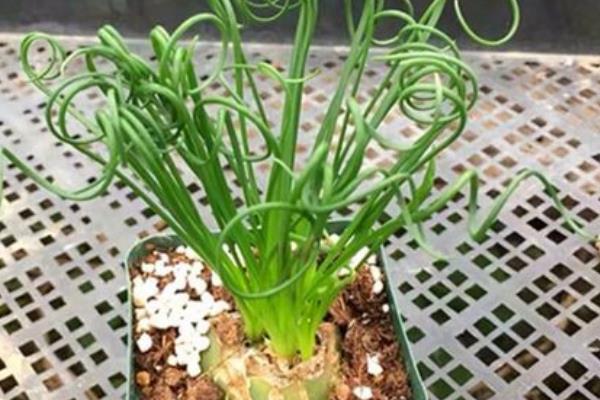 弹簧草的养殖方法,生长期要让它充分晒光