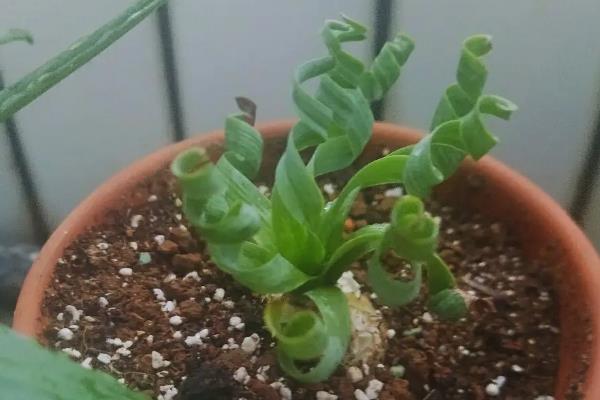 弹簧草的养殖方法,生长期要让它充分晒光