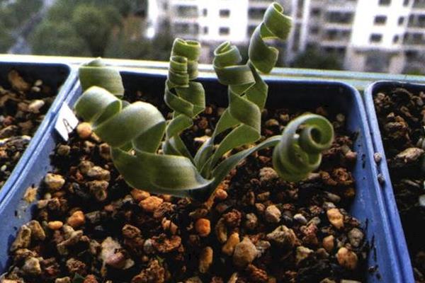 弹簧草的养殖方法,生长期要让它充分晒光