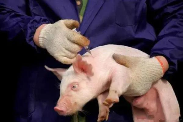 给猪驱虫的时间与方法,仔猪45日龄、母猪配种前等时间段适合驱虫