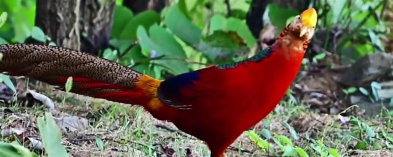 红腹锦鸡是中国特有的吗,是中国特有鸟种