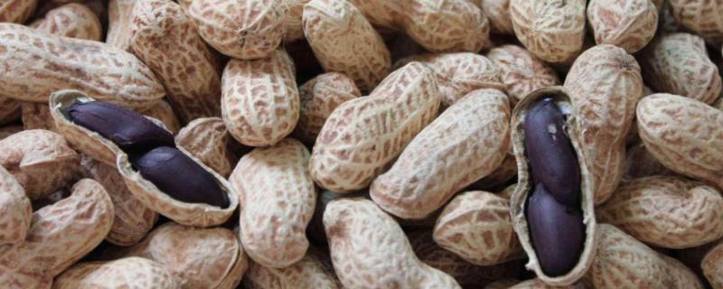 黑皮花生的形态特征，其株高为40-45厘米