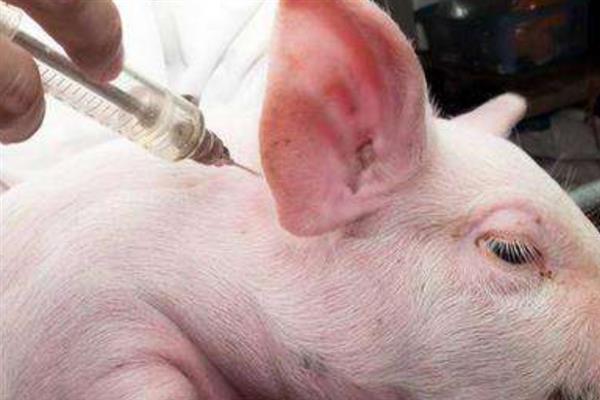 给猪驱虫的时间与方法,仔猪45日龄、母猪配种前等时间段适合驱虫