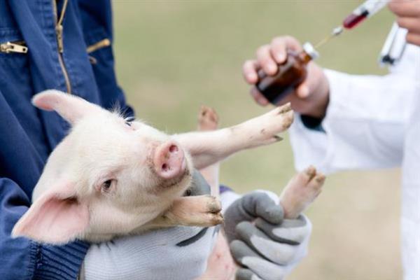 给猪驱虫的时间与方法,仔猪45日龄、母猪配种前等时间段适合驱虫