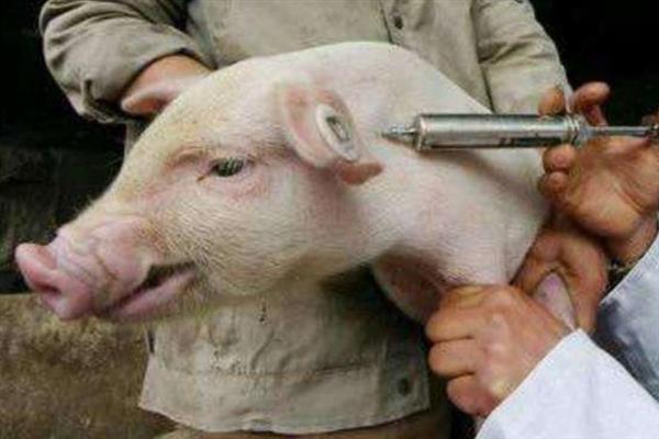 给猪驱虫的时间与方法,仔猪45日龄、母猪配种前等时间段适合驱虫