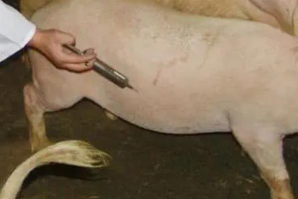 给猪驱虫的时间与方法,仔猪45日龄、母猪配种前等时间段适合驱虫