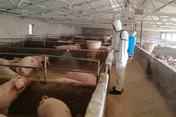 给猪驱虫的时间与方法,仔猪45日龄、母猪配种前等时间段适合驱虫