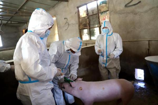 给猪驱虫的时间与方法,仔猪45日龄、母猪配种前等时间段适合驱虫