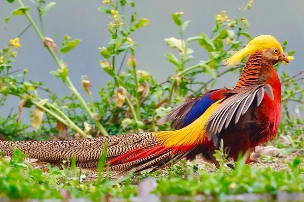 红腹锦鸡是中国特有的吗，是中国特有鸟种