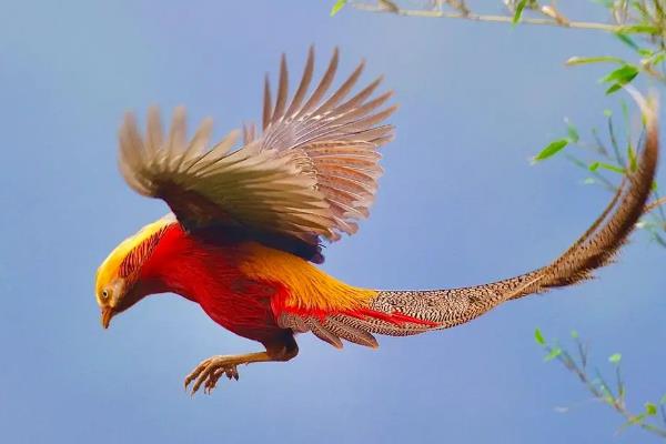 红腹锦鸡是中国特有的吗，是中国特有鸟种