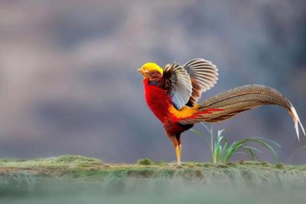 红腹锦鸡是中国特有的吗，是中国特有鸟种