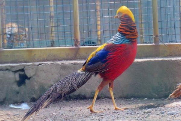 红腹锦鸡是中国特有的吗，是中国特有鸟种