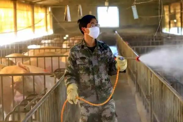 如何预防非洲猪瘟,首先做好消毒和灭杀工作