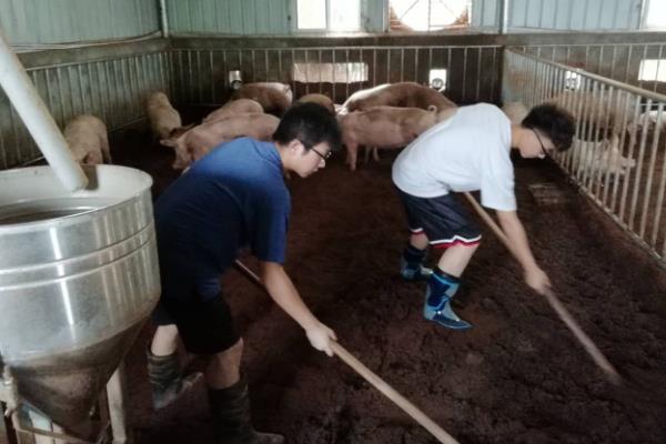 如何预防非洲猪瘟,首先做好消毒和灭杀工作