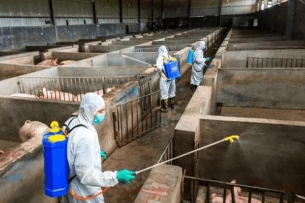 如何预防非洲猪瘟,首先做好消毒和灭杀工作