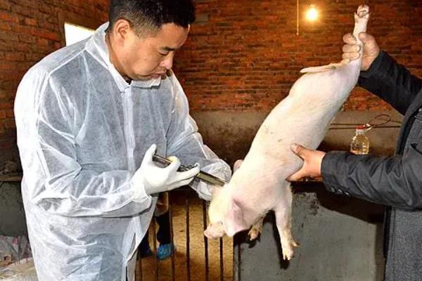 如何预防非洲猪瘟,首先做好消毒和灭杀工作