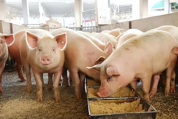 如何预防非洲猪瘟,首先做好消毒和灭杀工作