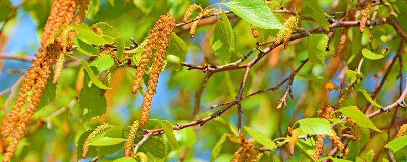 白桦树会开花吗，每年春季白桦树会开花