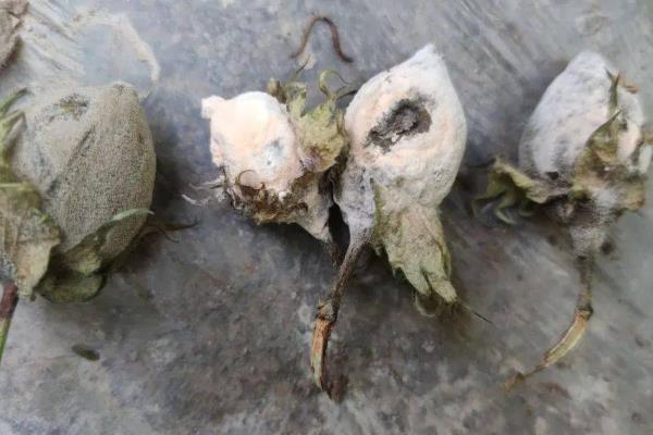 棉花烂铃的原因，可能是棉田湿度较大