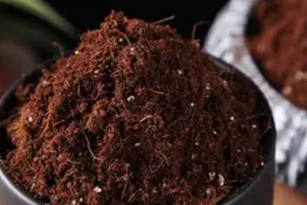 怎么种植玉兰，适合在酸性土壤中种植