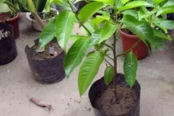 怎么种植玉兰，适合在酸性土壤中种植