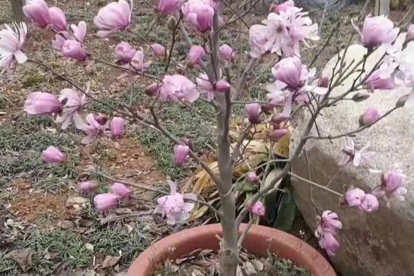 怎么种植玉兰，适合在酸性土壤中种植