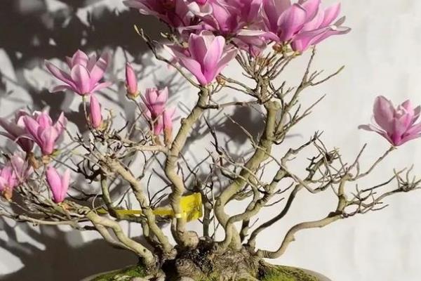 怎么种植玉兰，适合在酸性土壤中种植
