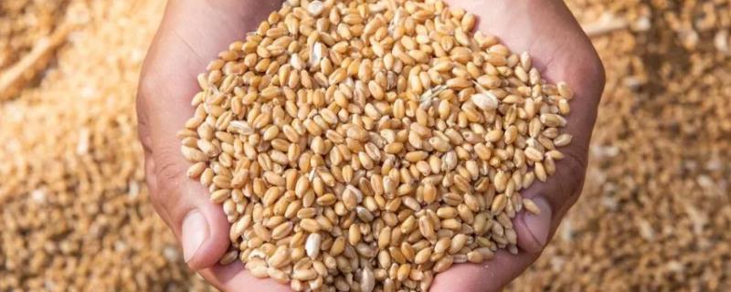 小麦何时收获,一般是在腊熟末期收获