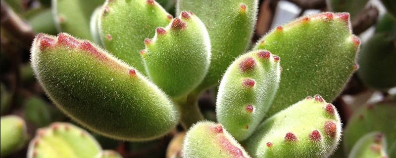 熊童子几年可以开花，需要2年左右的时间才会开花