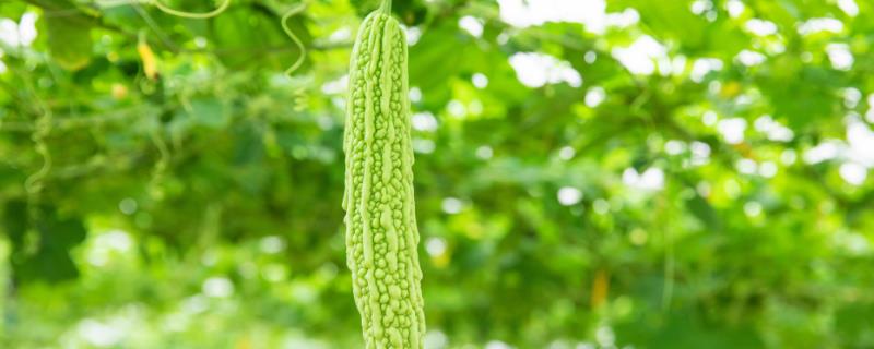 苦瓜的播种适期，以7-8月份为宜