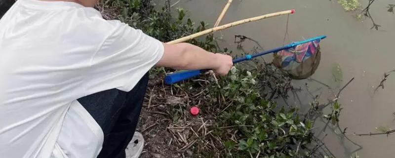 钓龙虾如何选钓点,只要龙虾密集的地方都好钓