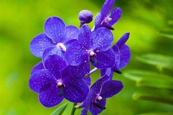 紫罗兰的花语，寓意忠诚、梦幻的爱等