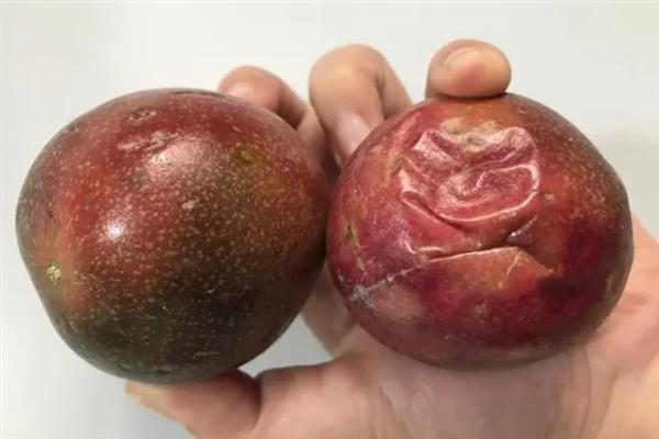 百香果什么时候成熟，跟各地的气候和种植时间等因素有关