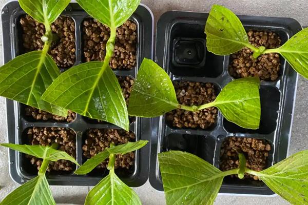 绣球花什么时候分株，最好是在早春时期进行