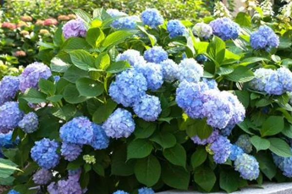 绣球花什么时候分株，最好是在早春时期进行