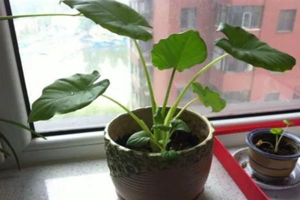 滴水观音叶子发黄的原因，可能是浇水不足或强光暴晒所致